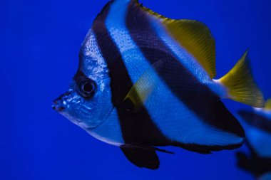 Göz kamaştırıcı bir beyaz resif balığı zarif bir şekilde berrak sularda yüzer, çarpıcı beyaz ve siyah çizgilerini ve parlak sarı yüzgecini yakın çekim görüntüsünde gösterir.