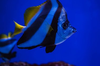 Göz kamaştırıcı bir beyaz resif balığı zarif bir şekilde berrak sularda yüzer, çarpıcı beyaz ve siyah çizgilerini ve parlak sarı yüzgecini yakın çekim görüntüsünde gösterir.