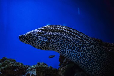 Tropikal mercan resiflerinin ve leopar moray yılanbalığının büyüleyici yakın çekimi canlı bir deniz ortamında dokulu bir arka planda yüzüyor.