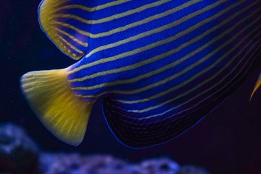 Parlak sarı ve mavi çizgili balıklar, yumuşak ışık ve mavi suyun gölgeleriyle çevrili, temiz suda yüzerler. İmparatorluk meleğinin balığının görünüşü üzerine çarpıcı bir su altı perspektifi.