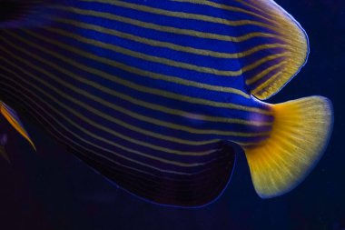 Parlak sarı ve mavi çizgili balıklar, yumuşak ışık ve mavi suyun gölgeleriyle çevrili, temiz suda yüzerler. İmparatorluk meleğinin balığının görünüşü üzerine çarpıcı bir su altı perspektifi.