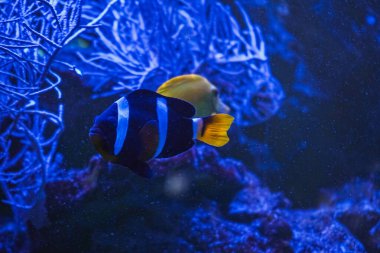 Renkli balıklar sualtı ortamında çakıl taşlarının üzerinde süzülür. Suda yakalanmış sakin bir an.