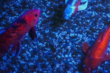 Bir grup renkli koi balığı mavi sulardaki sakin sualtı dünyasında zarifçe ilerliyorlar. Parlak pulları yumuşak ışıkta parıldıyor