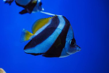 Büyük planlı balık Angel kristal gibi temiz suda yüzüyor, parlak sarı yüzgeçli güzel siyah beyaz çizgilerini vurguluyor.