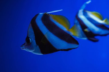 Büyük planlı balık Angel kristal gibi temiz suda yüzüyor, parlak sarı yüzgeçli güzel siyah beyaz çizgilerini vurguluyor.