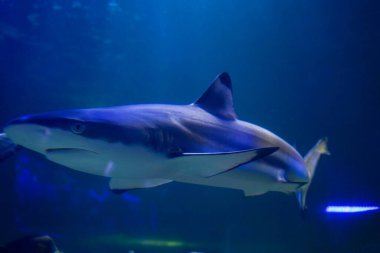 Siyah uçlu resif köpekbalığı, sakin bir sualtı ortamında zarifçe yüzer. Okyanus tabanının huzur ve güzelliğinin gerçek bir yansımasıdır.