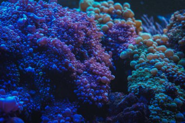 Canlı mercan oluşumlarına yakın çekim, çarpıcı pembe, mor ve yeşil tonlarda, bir sualtı sahnesinde aydınlatılıyor.