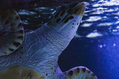 Kristal berrak mavi denizde süzülen büyük bir deniz kaplumbağası. Detaylı çekim, benekli kabuğunu ve doğal ortamındaki barışçıl hareketini vurguluyor.