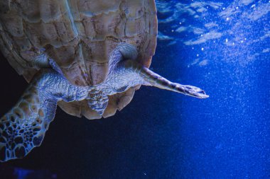 Görkemli bir deniz kaplumbağası zarif bir şekilde canlı mavi suda yüzüyor. Kapalı çekim, kabuğundaki benzersiz desenleri ve sualtı dünyasının dingin güzelliğini yakalar.