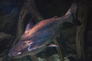 Yumuşak ışıkla aydınlatılmış, berrak okyanus suyunda yüzen gri bir balığın büyüleyici görüntüsü. Suyun altındaki sükunetin mükemmel bir tasviri.