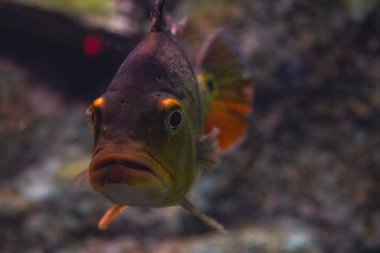 Yumuşak ışıkla aydınlatılmış, berrak okyanus suyunda yüzen gri bir balığın büyüleyici görüntüsü. Suyun altındaki sükunetin mükemmel bir tasviri.