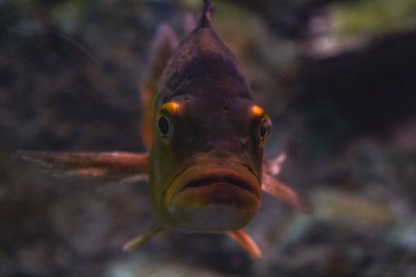 Yumuşak ışıkla aydınlatılmış, berrak okyanus suyunda yüzen gri bir balığın büyüleyici görüntüsü. Suyun altındaki sükunetin mükemmel bir tasviri.