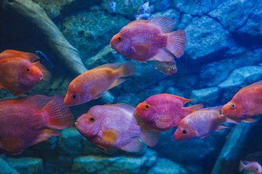 Parlak turuncu bir papağan balığı sürüsü renkli bir sualtı sahnesinde zarifçe yüzüyor. Görüntü, su yaşamının güzelliğini ve sükunetini yakalar.
