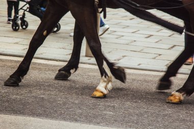 Viyana, Avusturya - 12 Mayıs 2019: Asfalt yolda yürüyen at bacakları ve toynaklarının yakın plan fotoğrafı. Atların koyu bacakları açık renkli toynaklarla, bebek arabasının parçalarıyla ve insanların ayaklarıyla tezat oluşturur.