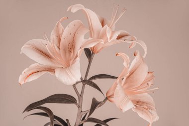 Pembe zambaklar bej bir arka planda, parlak yaprakları ve ince detaylarıyla göze çarpıyor.