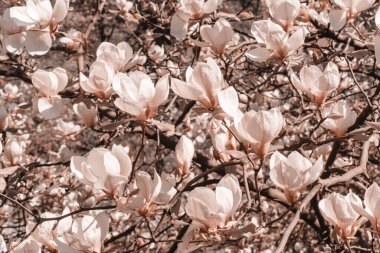 Bahar fotoğrafındaki narin manolya çiçekleri. Manolya çiçeklerinin arka planında yakın plan pembe tomurcuklar var.