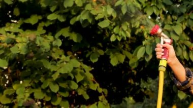 Ağacı suluyorum. Lastik tüpten su enjekte etmek. Bahçedeki bitkileri sulamak. Dişi eller su püskürtmek için hortum kullanır.