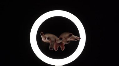 Bir sürü jest. Kadın eli yakın plan parmak figürleri yapar. Parmak oyunu, nazik hareketler. Piyano çalan göçmen.