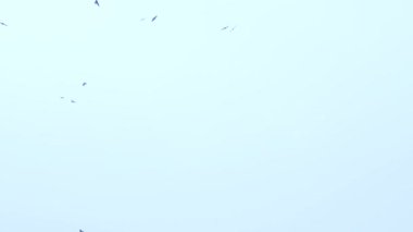 Büyük bir kuş sürüsü gökyüzünde uçuyor. Bir grup karga birlikte göç ediyor..