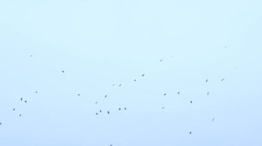 a large flock of birds flies in the sky. a group of crows migrate together.