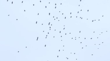 a large flock of birds flies in the sky. a group of crows migrate together.