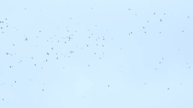 Büyük bir kuş sürüsü gökyüzünde uçuyor. Bir grup karga birlikte göç ediyor..