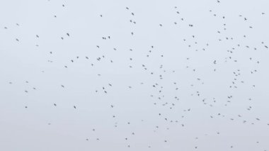 Büyük bir kuş sürüsü gökyüzünde uçuyor. Bir grup karga birlikte göç ediyor..