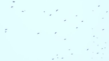 Büyük bir kuş sürüsü gökyüzünde uçuyor. Bir grup karga birlikte göç ediyor..