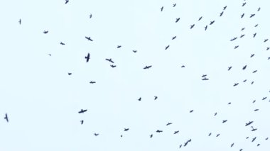 Büyük bir kuş sürüsü gökyüzünde uçuyor. Bir grup karga birlikte göç ediyor..