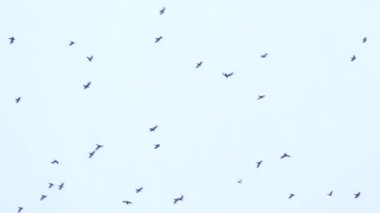 a large flock of birds flies in the sky. a group of crows migrate together.