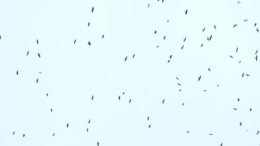 Büyük bir kuş sürüsü gökyüzünde uçuyor. Bir grup karga birlikte göç ediyor..