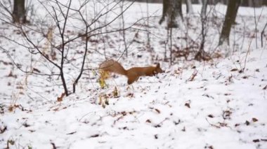 4K Yavaş çekim sinemada sincabın Montreal 'de karlı havada yerden yemek yediğini gösteriyor..