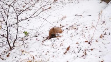 4K Yavaş çekim sinemada sincabın Montreal 'de karlı havada yerden yemek yediğini gösteriyor..