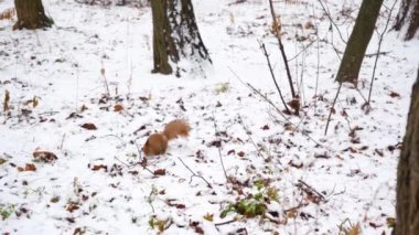4K Yavaş çekim sinemada sincabın Montreal 'de karlı havada yerden yemek yediğini gösteriyor..