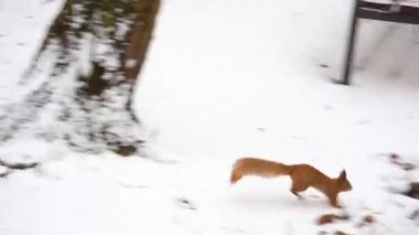 4K Yavaş çekim sinemada sincabın Montreal 'de karlı havada yerden yemek yediğini gösteriyor..