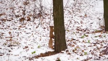 4K Yavaş çekim sinemada sincabın Montreal 'de karlı havada yerden yemek yediğini gösteriyor..