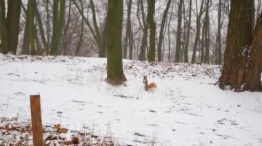 4K Yavaş çekim sinemada sincabın Montreal 'de karlı havada yerden yemek yediğini gösteriyor..