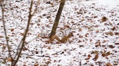 4K Yavaş çekim sinemada sincabın Montreal 'de karlı havada yerden yemek yediğini gösteriyor..