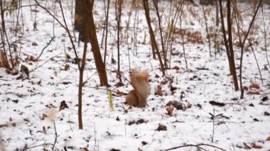 4K Yavaş çekim sinemada sincabın Montreal 'de karlı havada yerden yemek yediğini gösteriyor..