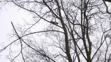 4K Yavaş çekim sinemada sincabın Montreal 'de karlı havada yerden yemek yediğini gösteriyor..