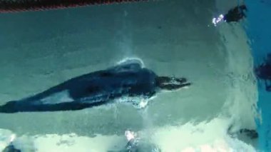 Eşofmanlı, dalış gözlüklü, mayo takan kadın yüzücü havuzda antrenman yapıyor. Sporcu suya dalıyor. Sualtı çekimi, geniş açı, 4K.