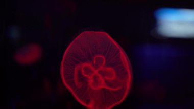 Video koleksiyonu. Deniz ve okyanus denizanaları suda yakından yüzerler. Aydınlatma ve karanlıkta farklı renklerde biyoluminesans. Akvaryumdaki egzotik ve nadir bulunan denizanaları..