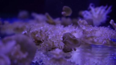 Video koleksiyonu. Deniz ve okyanus denizanaları suda yakından yüzerler. Aydınlatma ve karanlıkta farklı renklerde biyoluminesans. Akvaryumdaki egzotik ve nadir bulunan denizanaları..