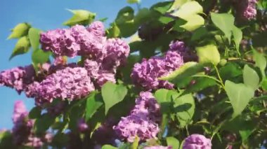İlkbaharda bahçede leylak çiçekleri. İlkbaharda çiçek açan leylak çalıları. Pembe leylak tomurcukları bulanık bir arka planda dallarda sallanıyor. Bahar mevsimi, mis kokulu çiçekler.