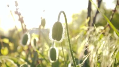 Olgunlaşmamış yeşil gelincikler. Papaver çiçekleri kapanıyor. Bahçede yasak bitkilerin yetiştirilmesi. Doğal uyuşturucu..