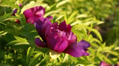 Ev bahçesindeki şakayık çalısı. Yakın plan. Bahar çiçekli şakayık tomurcukları.