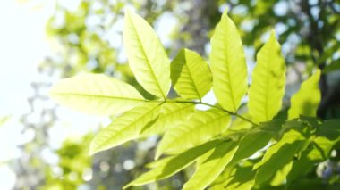 Japon salkımından yapraklar. Yakın plan yeşil salkım yaprakları güneşli bir günde gökyüzüne karşı sallanıyor. bahar bahçesi.
