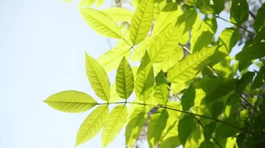 Japon salkımından yapraklar. Yakın plan yeşil salkım yaprakları güneşli bir günde gökyüzüne karşı sallanıyor. bahar bahçesi.