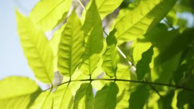 Japon salkımından yapraklar. Yakın plan yeşil salkım yaprakları güneşli bir günde gökyüzüne karşı sallanıyor. bahar bahçesi.