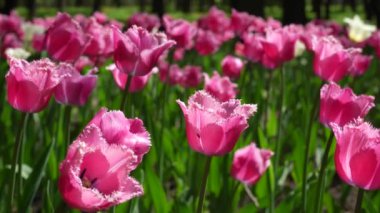 Parkta pembe lalelerden oluşan bir çiçek tarlası büyüyor. Ampul çiçeği tomurcuğu yaklaş. Botanik bahçesinde açan bahar çiçeği. Çimlerde çok renkli bitkiler. Sahada bitki yetiştirme.